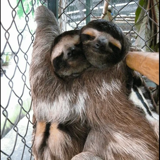 bicho-preguiça, monkey lazvets, animal lazice, os animais são engraçados, acasalando preguiças