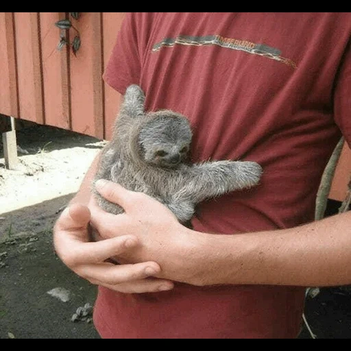 die katze, das faultier, koala-babys, das lustige faultier, haustiere