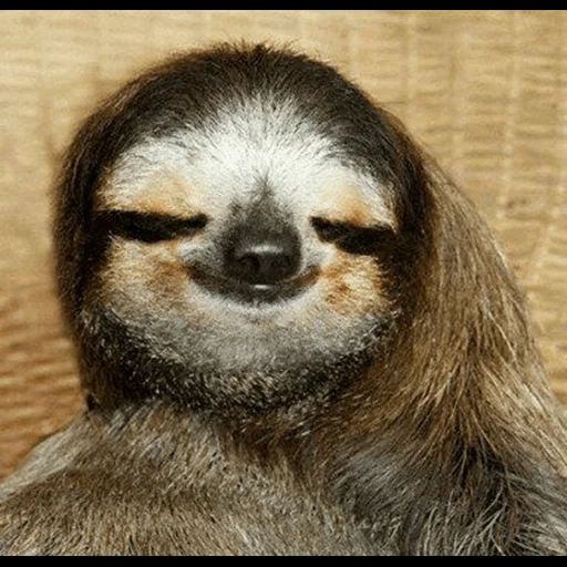 sloth, dear lazy, ladvets funny, the animal is a lazy, landist is cool