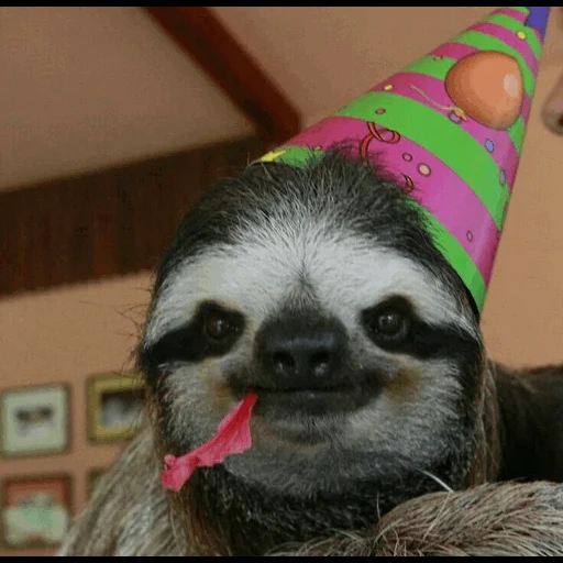 november, nette faultiere, niedliche tiere, happy birthday sloth