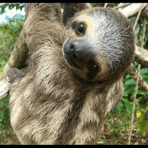 zen, bicho-preguiça, a audiência, dwarf com três preguiçosos preguiçosos