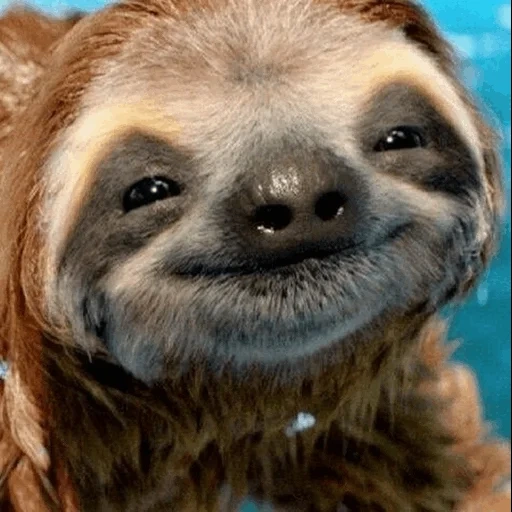 ленивец, ленивец милый, ленивец смешной, ленивец животное, улыбающийся ленивец