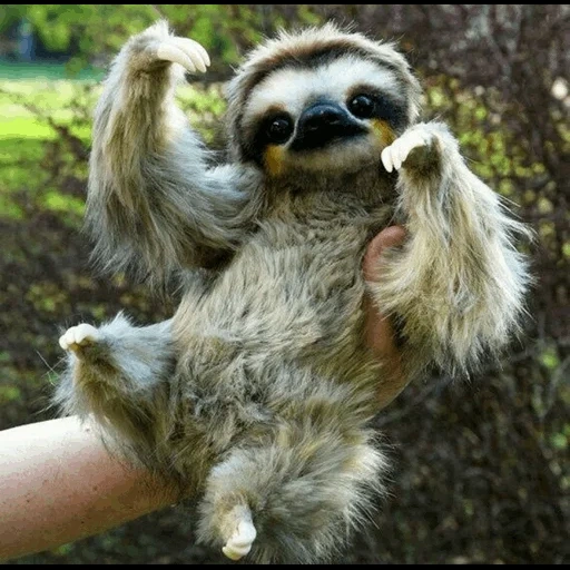 sloth, dear lazy, the cub of the lazy, three fingered lazy, dwarf three fingered lazy