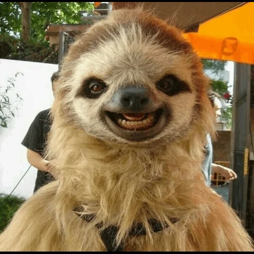 sloth, dear lazy, ladvets funny, the animal is a lazy, smiling sloth