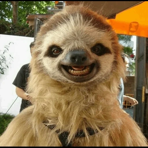 si pemalas, si kungkang kecil, si pemalas, si pemalas binatang, smile sloth