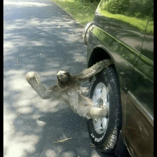 bradipo, gli scherzi, una macchina pigra, gli animali sono divertenti, foto divertenti di animali