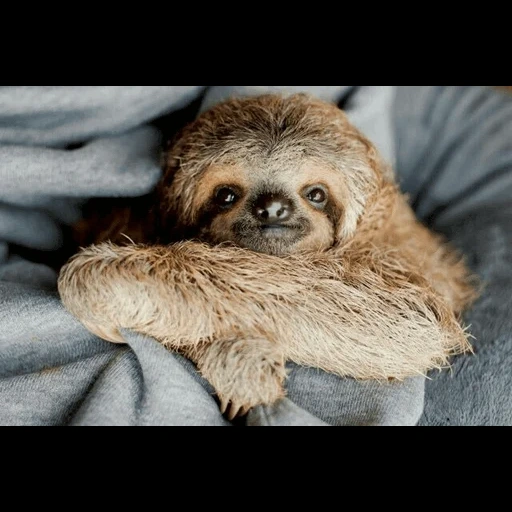 sloth, evil lazvets, lazice sits, relax ladvets, lazice animal