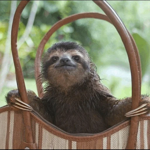 bicho-preguiça, doce lasca, o animal é preguiçoso, os sorrisos lentos, a lasca é pequena