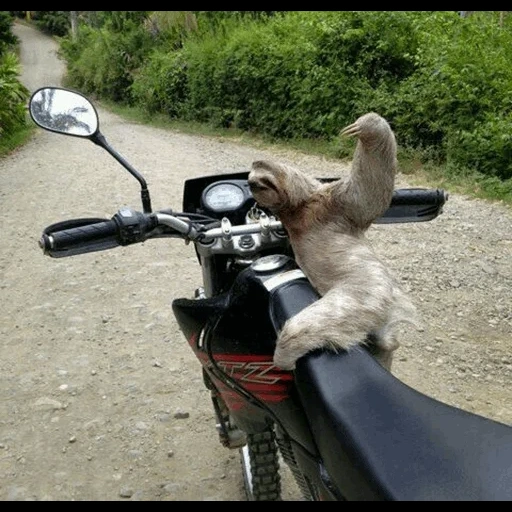 die katze, motorrad, khayev, lächerliche tiere