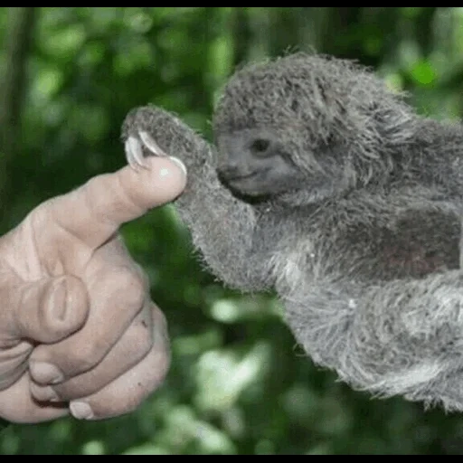 la paresse, animaux, le petit du paresseux, l'animal est un paresseux, petits paresseux