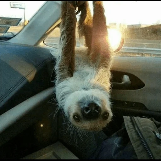 bradipo, animali carini, cane divertente, animali bradipi, foto divertenti di animali