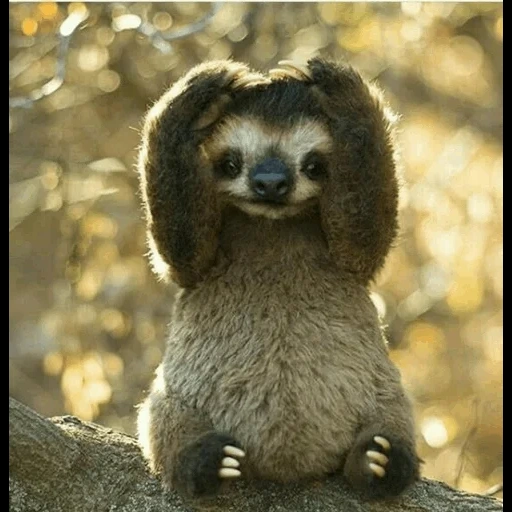 sloths, das faultier, baby animals, milota faultier, faultier