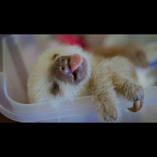 sloth, ленивец, животные милые, забавные животные, маленькие животные