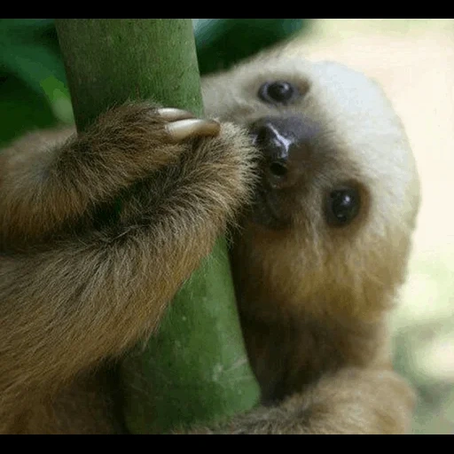 bicho-preguiça, caro preguiçoso, o filhote de preguiçoso, o animal é preguiçoso, cubs de animais