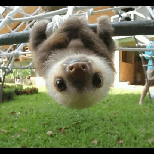 leitão, 2 pessoas, animais bebés, animais selvagens, eu te amo bom dia