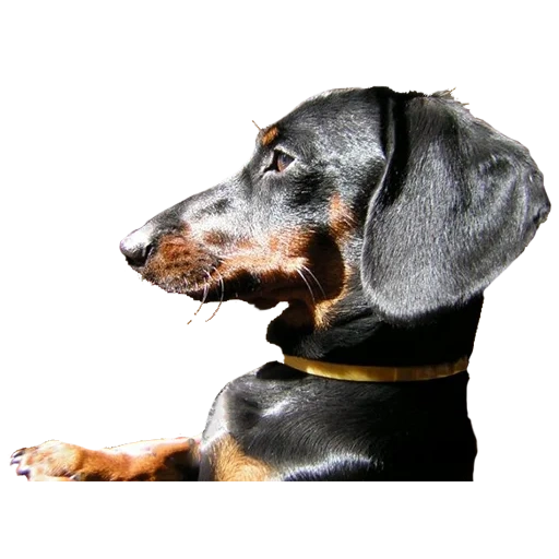 dachshund, telinga anjing, dachshund, breed dachshund, dachshund black smooth haired houses