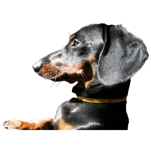 bassotto, le orecchie del cane, bassotto, razza di bassotti, dachshund black smooth case a cavallo