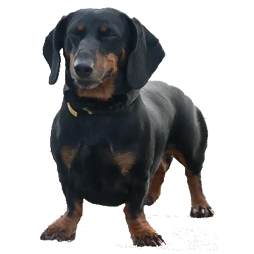 salsicha, dachshund, dachshund preto, dachshund