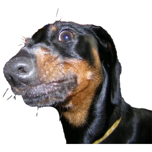 dachshund, dachshund, rottweiler dog, the breed of rottweiler, lagdteriere standard of the breed of rkf
