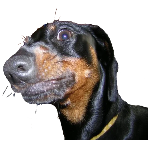 dachshund, dachshund, anjing rottweiler, jenis rottweiler, standar lagdteriere dari jenis rkf