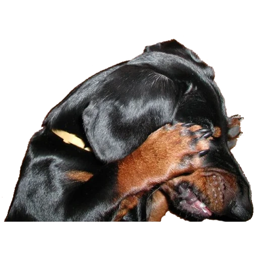 dachshund, rottweiler, day dog, rottweiler dog, rottweiler lies with a white background