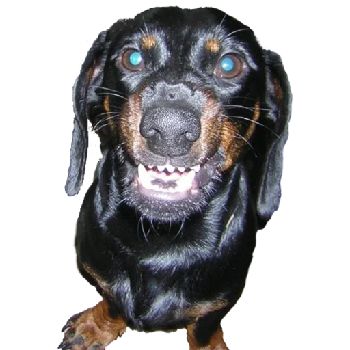 teckel, chiens, teckel, race teckel, rottweiler