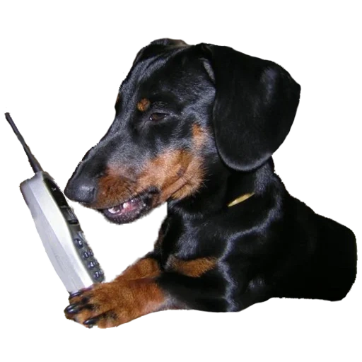 dachshund, the dachshund eats, benjamin, dachshund