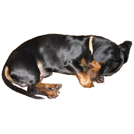 perro tejonero, cachorros de dachshund, perro tejonero, perro salchicha de raza pura, el cachorro de dachshund se domina