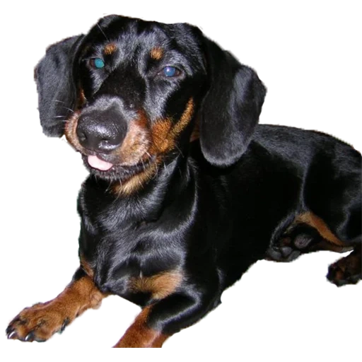 dachshund, dachshund, dachshund breed, day day, smooth haired dash with a white background