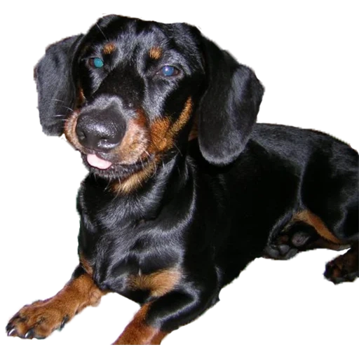 perro tejonero, perro tejonero, raza de dachshund, día día, tablero de cabello liso con fondo blanco