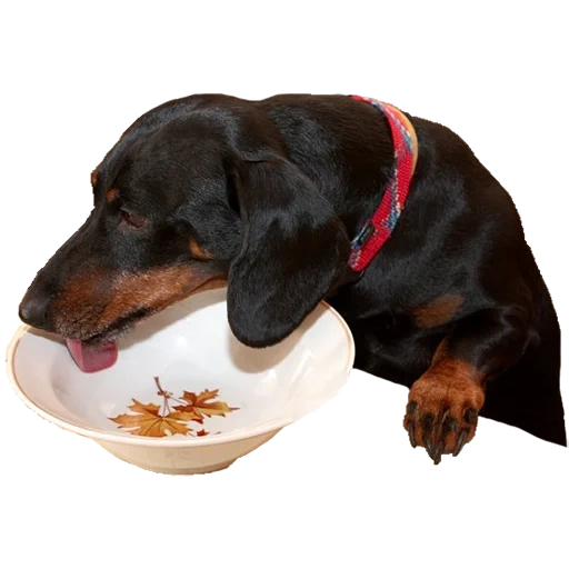 dachshund, the dachshund eats, day dog, the dachshund is black, hungry dachshund