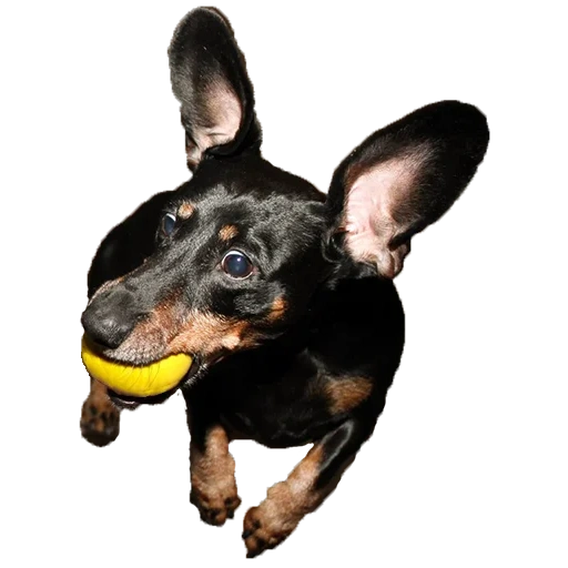 dog, ears of a dachshund, toy terrier, dachshund, that terrier dog