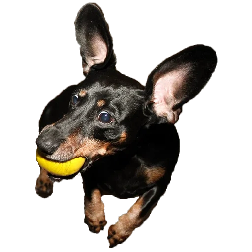 perro, oídos de un perro salchicha, terrier de juguete, perro tejonero, ese perro terrier