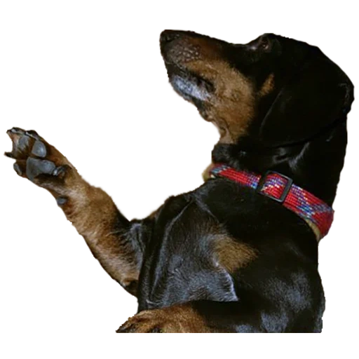 dog, dachshund, mr rottweiler, the dog gives a paw