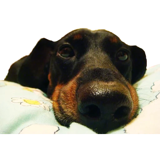 salsicha, cão, cão de salsicha, dachshund