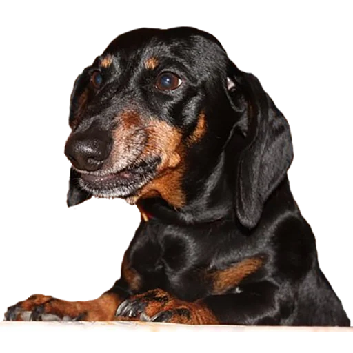 dachshund, dachshund, dachshund breed, day day, black plowed kunhand