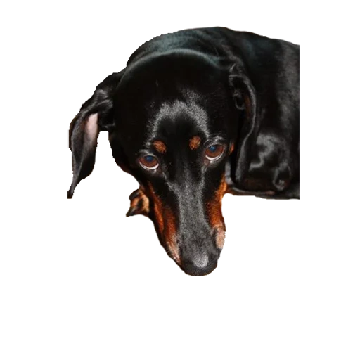 dachshund, dachshund, the dachshund is black, day day