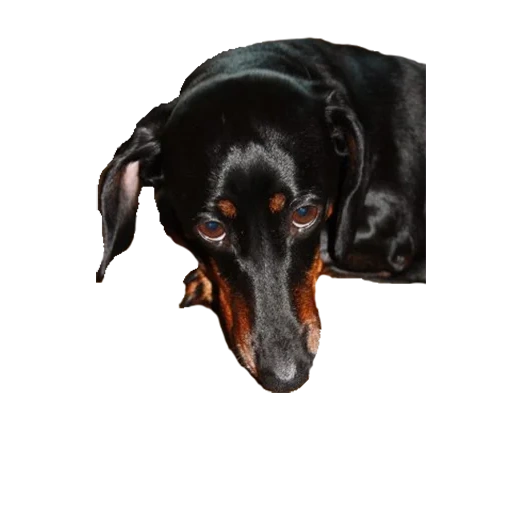 salsicha, dachshund, salsicha preta, dachshund