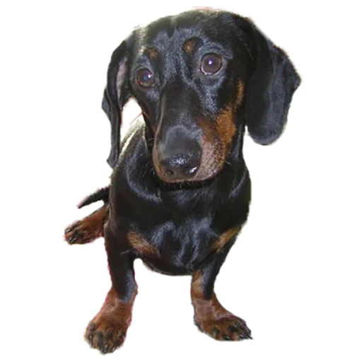 dachshund, black dachshund, anjing hari, breed dachshund, hari hari
