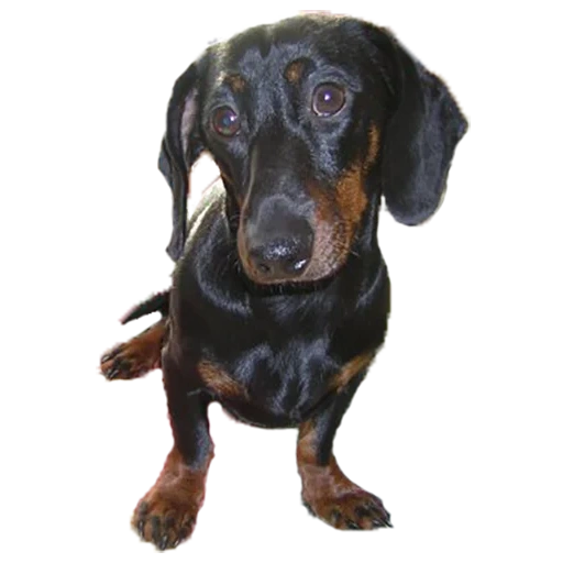 perro tejonero, dachshund negro, perro de día, raza de dachshund, día día