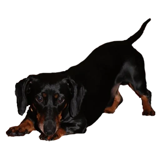dachshund, dachshund, dachshund berwarna hitam, dachshund berwarna hitam, hari hari