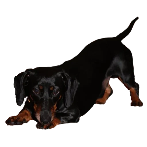 dachshund, dachshund, the dachshund is black, the dachshund is black, day day