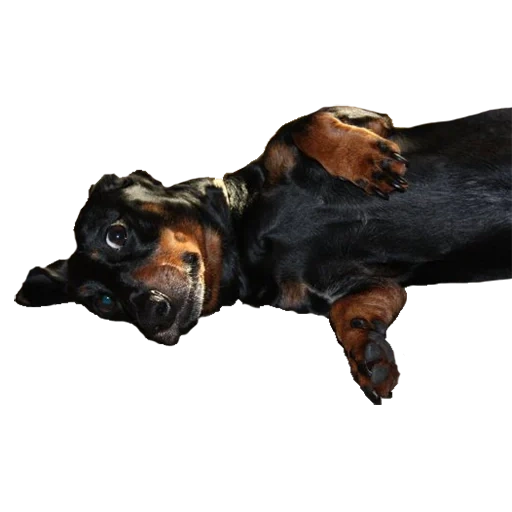 salsicha, dachshund, vista lateral do dachshund, o cachorro está deitado em um fundo transparente