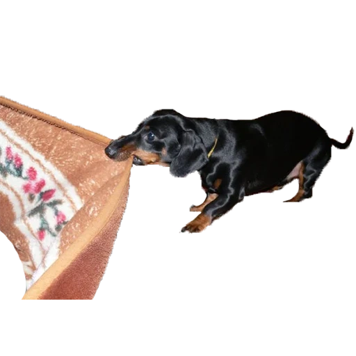 salsicha, animal, dachshund, dachshund, o quarto grupo de dachshund da fci