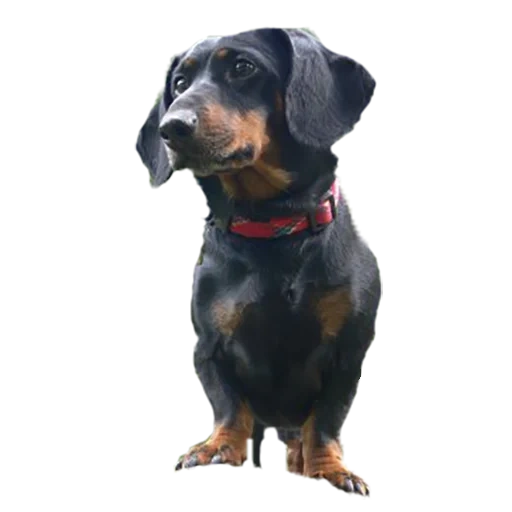 dachshund, rottweiler, dachshund, dog rottweiler