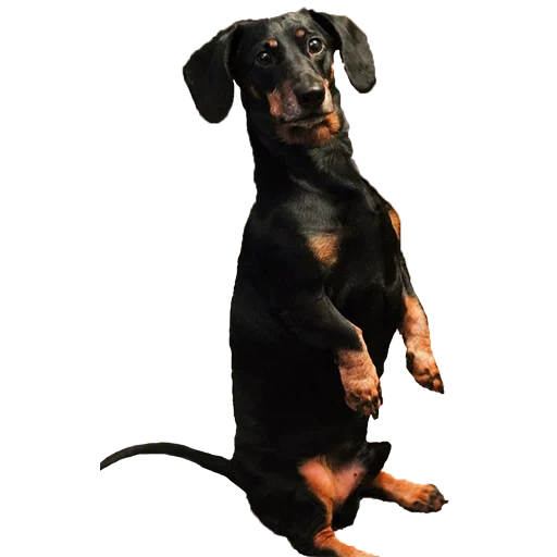 perro tejonero, dachshund chuck, perro de día, el perro salchicha está bailando, día día