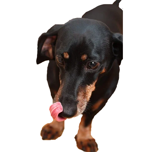 dachshund, yagd terrier, dachshund, kobel dog, day day