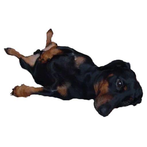 não, salsicha, dachshund, o cachorro está deitado em um fundo transparente