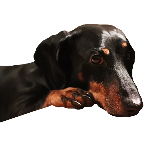 dachshund, dachshund ricky, dachshund, dachshund berwarna hitam, hari hari