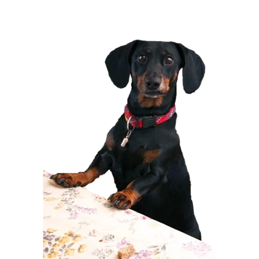dachshund, cachorro dubin, dubin, beagle, cão alemão preto